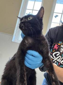 MIDNIGHT -  Domestic Short Hair Cat for Adoption in San Antonio, Texas - MIDNIGHT | PetCurious