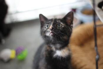 Junebug -  Domestic Short Hair Cat for Adoption in Rockford, Illinois - Junebug | PetCurious