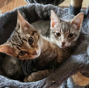 Sriracha -  Domestic Short Hair Cat for Adoption in Lenexa, Kansas - Sriracha | PetCurious