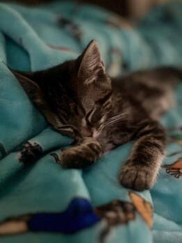 Newt -  Domestic Short Hair Cat for Adoption in Wheaton, Illinois - Newt | PetCurious