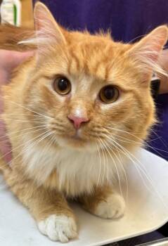 Domestic Long Hair Cats Available for Adoption - ZEUS | PetCurious