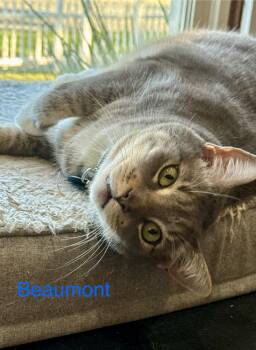 Rescue Tabby Cats for Adoption in Casselberry, Florida - Beaufort | PetCurious