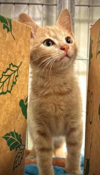 Fanta 707-26 -  Domestic Short Hair Cat for Adoption in Cumming, Georgia - Fanta 707-26 | PetCurious