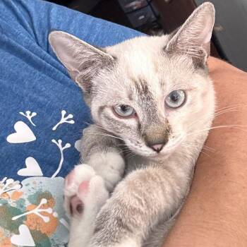 Yoda -  Siamese and Snowshoe Cat for Adoption in Titusville, Florida - Yoda | PetCurious