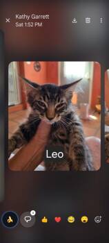 Leo -  Domestic Long Hair Cat for Adoption in Thatcher, Arizona - Leo | PetCurious