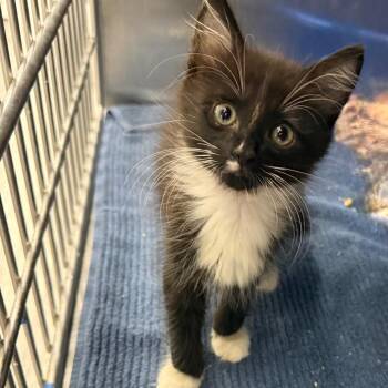 Sally -  Domestic Short Hair Cat for Adoption in Lake Panasoffkee, Florida - Sally | PetCurious