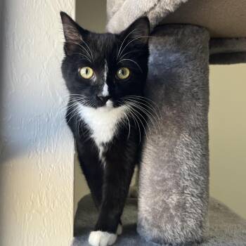 Domestic Short Hair Cats Available for Adoption - Little Bit | PetCurious