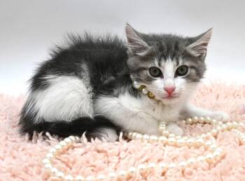 Mars (So Sweet) -  Tabby Cat for Adoption in Mobile, Alabama - Mars (So Sweet) | PetCurious