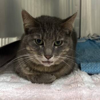 Domestic Short Hair Cats Available for Adoption in Milton, Florida - Valerie | PetCurious