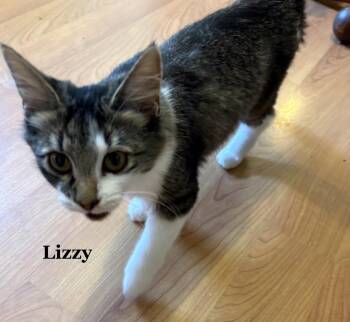 Lizzy -  Domestic Long Hair Cat for Adoption in Morehead, Kentucky - Lizzy | PetCurious