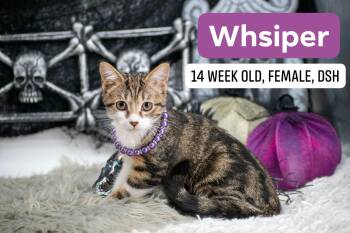 Whisper -  Domestic Short Hair Cat for Adoption in Sevierville, Tennessee - Whisper | PetCurious