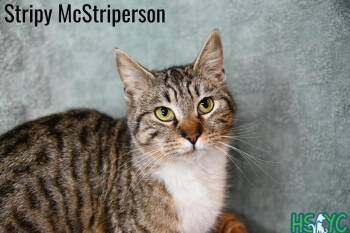 Domestic Short Hair Cats Available for Adoption in Fort Mill, South Carolina - Striperina | PetCurious