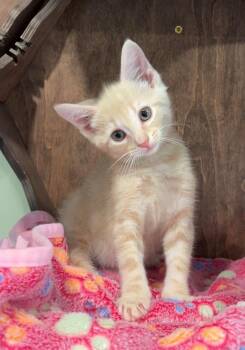 Chevy -  Domestic Short Hair Cat for Adoption in Nashville, Tennessee - Chevy | PetCurious