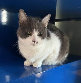Domestic Short Hair Cats Available for Adoption in Westminster, Maryland - JEMMA | PetCurious
