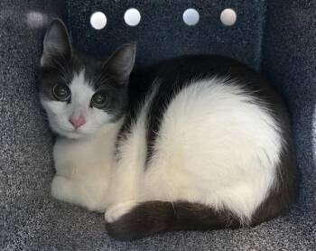 Kuju -  Domestic Short Hair Cat for Adoption in New York, New York - Kuju | PetCurious