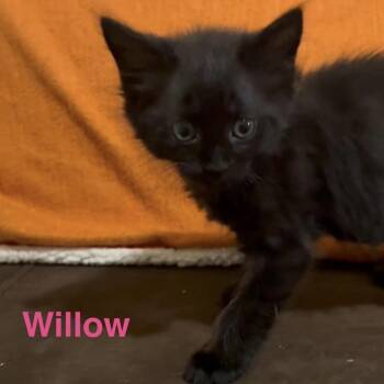 Willy -  Domestic Short Hair Cat for Adoption in Philadelphia, Pennsylvania - Willy | PetCurious