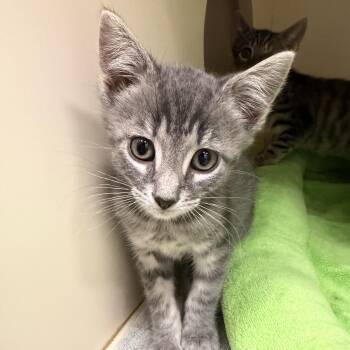 Tip Top -  Domestic Short Hair Cat for Adoption in Cooperstown, New York - Tip Top | PetCurious