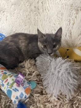 Zoe -  Domestic Medium Hair and Domestic Short Hair Cat for Adoption in Conway, South Carolina - Zoe | PetCurious