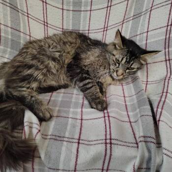 Mama Cashmere -  Domestic Medium Hair Cat for Adoption in Coos Bay, Oregon - Mama Cashmere | PetCurious