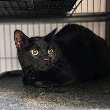 Angel -  Domestic Short Hair Cat for Adoption in Toms Brook, Virginia - Angel | PetCurious