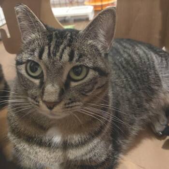Rescue Domestic Short Hair Cats for Adoption in Los Angeles, California - Mamash | PetCurious