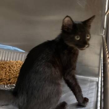 Dr. Whiskers, DDS -  Domestic Short Hair Cat for Adoption in West Palm Beach, Florida - Dr. Whiskers, DDS | PetCurious