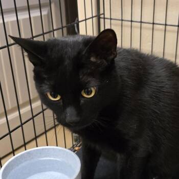 Domestic Short Hair Cats Available for Adoption in Wickenburg, Arizona - Hunter | PetCurious