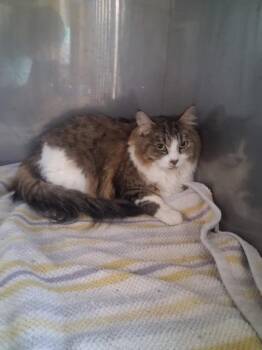 Annie -  Domestic Long Hair Cat for Adoption in Hot Springs, South Dakota - Annie | PetCurious