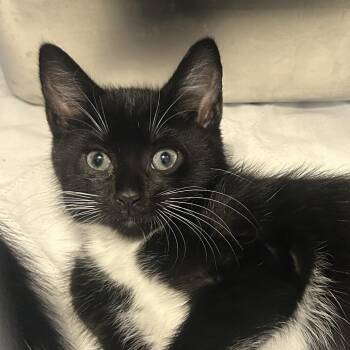 Hazel -  Domestic Short Hair Cat for Adoption in Middletown, New York - Hazel | PetCurious