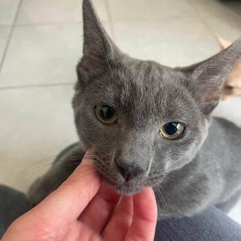 Taffy -  Domestic Short Hair Cat for Adoption in San Tan Valley, Arizona - Taffy | PetCurious