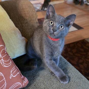Gabby -  Domestic Short Hair Cat for Adoption in Santa Rosa, California - Gabby | PetCurious