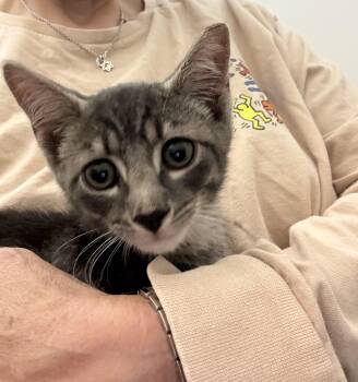 Copeland -  Domestic Short Hair and Tabby Cat for Adoption in Roslyn Heights, New York - Copeland | PetCurious