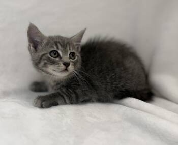 Domestic Short Hair and Tabby Cats Available for Adoption in Greensboro, North Carolina - Tuiren | PetCurious