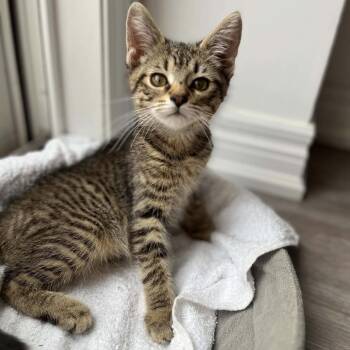 Wilbur - Sweet Snuggler -  American Shorthair Cat for Adoption in Hamilton, Ontario - Wilbur - Sweet Snuggler | PetCurious