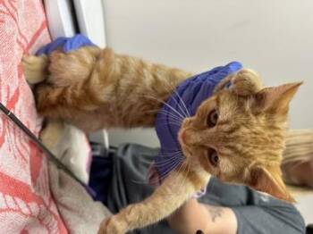 Celandine -  Domestic Short Hair Cat for Adoption in Sacramento, California - Celandine | PetCurious