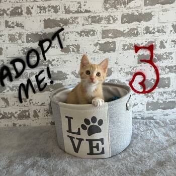 Augie -  Domestic Short Hair and Ragdoll Cat for Adoption in San Tan Valley, Arizona - Augie | PetCurious