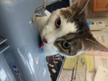 Rescue American Shorthair Cats for Adoption in Bowling Green, Ohio - Hefty | PetCurious