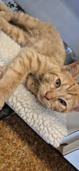 Dexter -  Domestic Short Hair Cat for Adoption in Brownwood, Texas - Dexter | PetCurious
