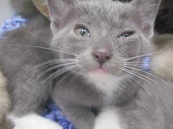 KATIE -  Domestic Short Hair Cat for Adoption in Ocala, Florida - KATIE | PetCurious