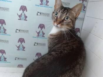 PRINCETON -  Domestic Short Hair Cat for Adoption in Orlando, Florida - PRINCETON | PetCurious