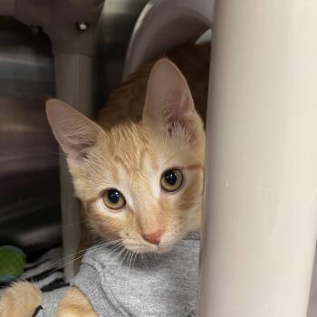 Hubba Bubba -  Domestic Short Hair Cat for Adoption in Keizer, Oregon - Hubba Bubba | PetCurious