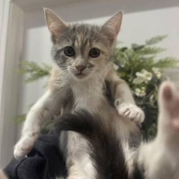 Old Bay Seasoning -  Domestic Short Hair Cat for Adoption in San Antonio, Texas - Old Bay Seasoning | PetCurious