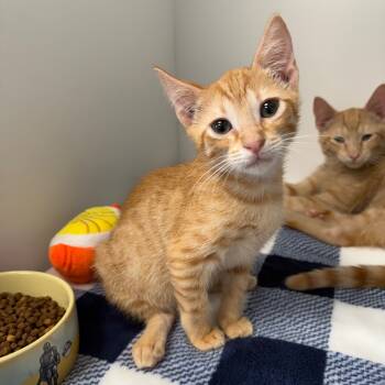 Rescue Domestic Short Hair Cats for Adoption in Port Richey, Florida - Kitt | PetCurious