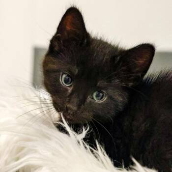 Domestic Short Hair Cats Available for Adoption in Topeka, Kansas - **Cat Cafe** Galax | PetCurious