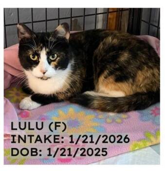 Calico Cats Available for Adoption in New Richmond, Wisconsin - LuLu | PetCurious