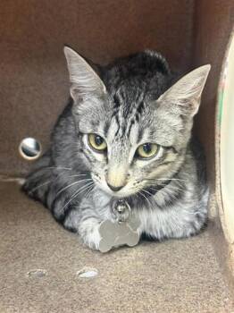 61803459 -  Domestic Short Hair Cat for Adoption in El Paso, Texas - 61803459 | PetCurious