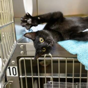 Radiohead -  Domestic Short Hair Cat for Adoption in Richmond, Virginia - Radiohead | PetCurious