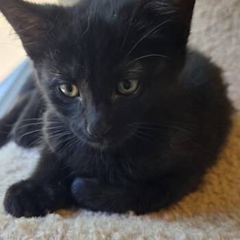 Demi -  Domestic Short Hair Cat Available for Adoption in Wadsworth, Ohio - Demi | PetCurious