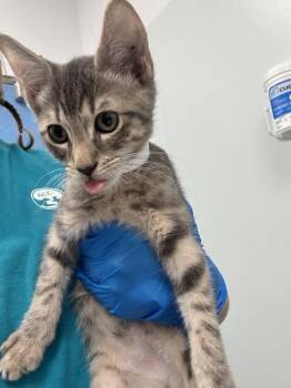 Baymax -  Domestic Short Hair Cat for Adoption - Baymax | PetCurious