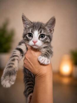 Tabby Cats Available for Adoption in Quincy, Ohio - Mouse Finbar | PetCurious